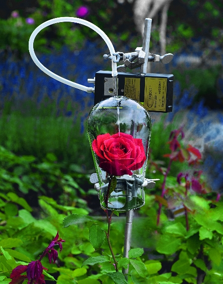 Duftwolke_Glasgefaess