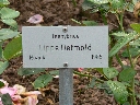 lippe_detmold_name.jpg